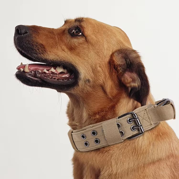 Dog Collar Adjustable Nylon