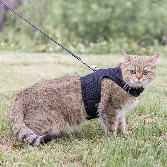 Adventure Cat Harness Bundle